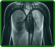 ENERGY ANATOMY ENERGY ANATOMY